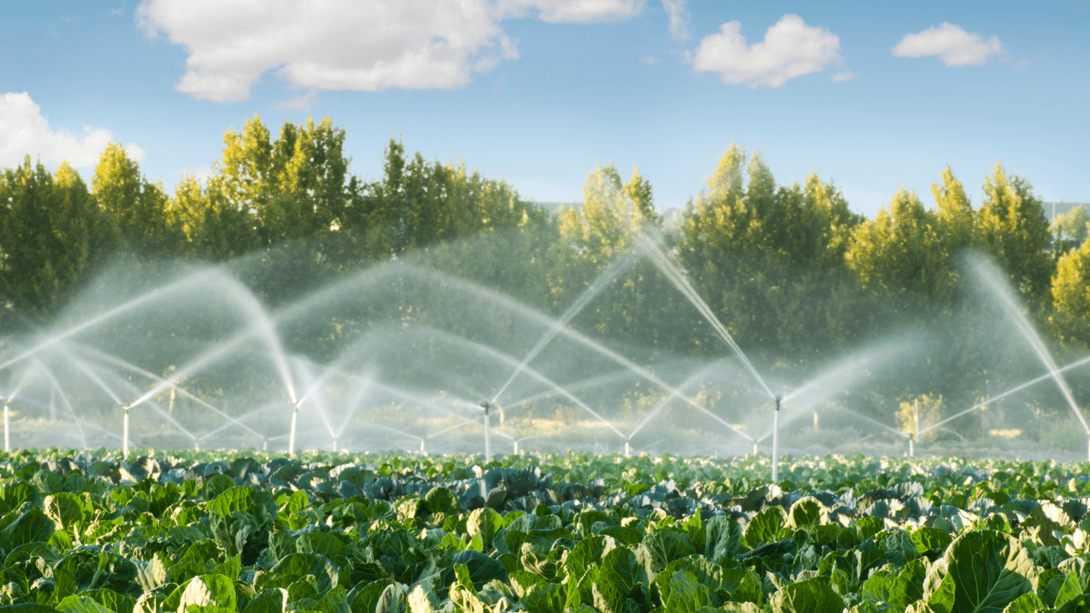 Drip Irrigation Project  /    Al-Wala Dam, Jordan